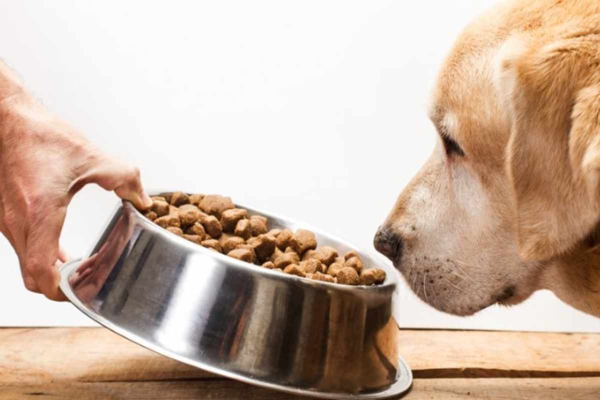Il pelo del tuo cucciolo è spento e opaco?7 cibi miracolosi per una pelliccia perfetta
