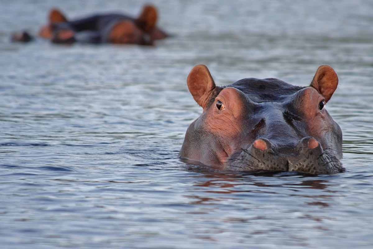 Ippopotami parzialmente immersi nelle acque di un fiume 