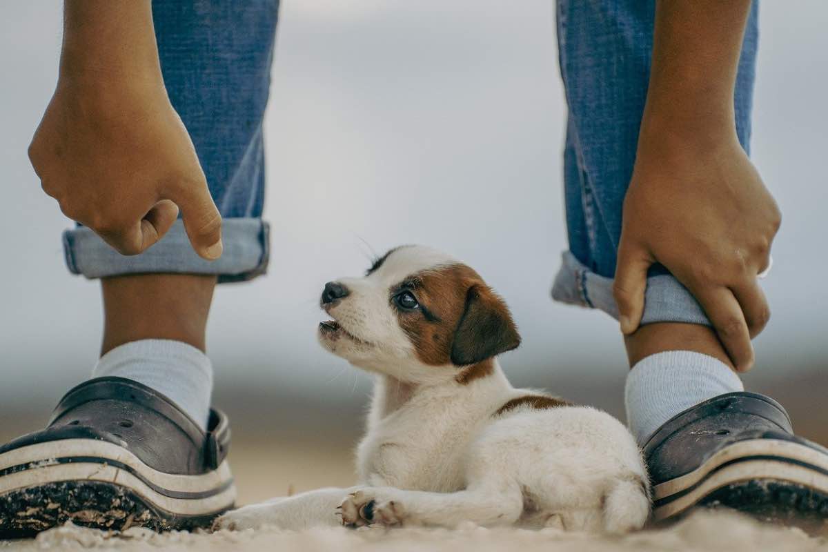 Cucciolo di cane inclina la testa da un lato 