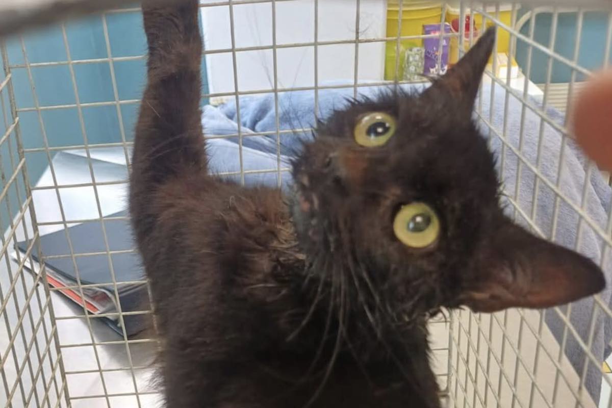 Gatto nero con gli occhi gialli in un trasportino
