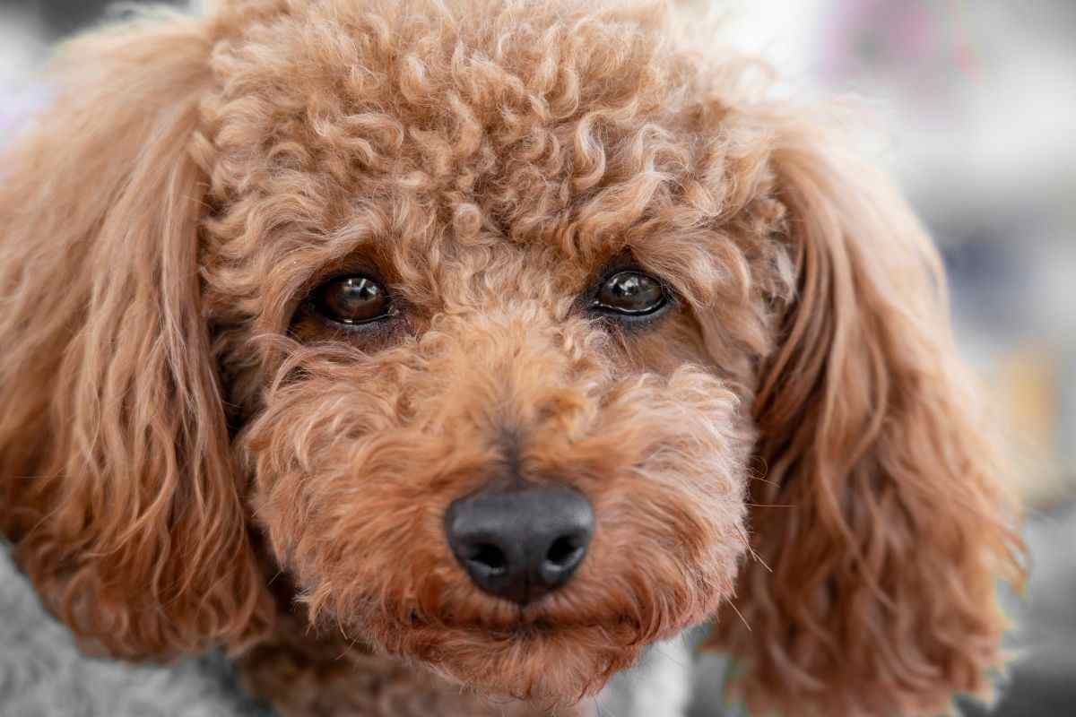 cane che piange