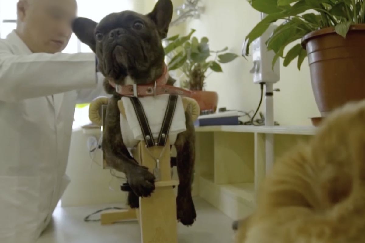 Rimedio cinese con agopuntura per cani 