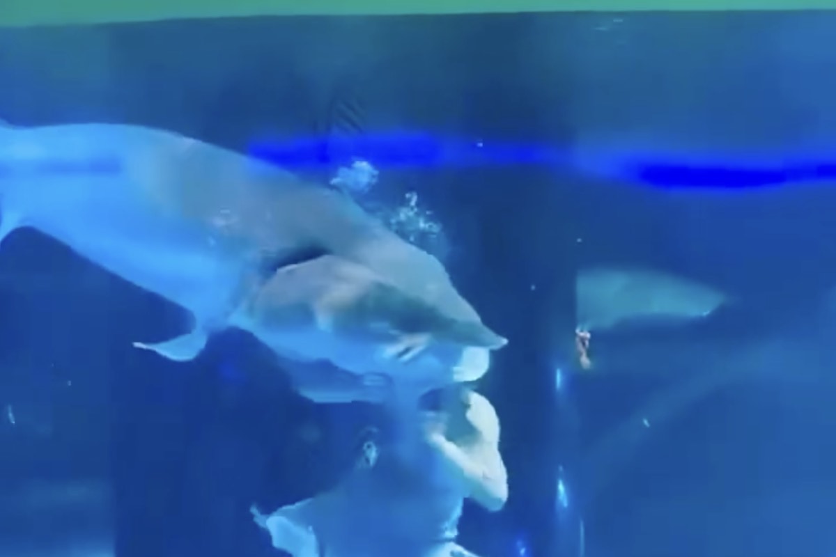 Squalo morde la testa di una ragazza sirena 