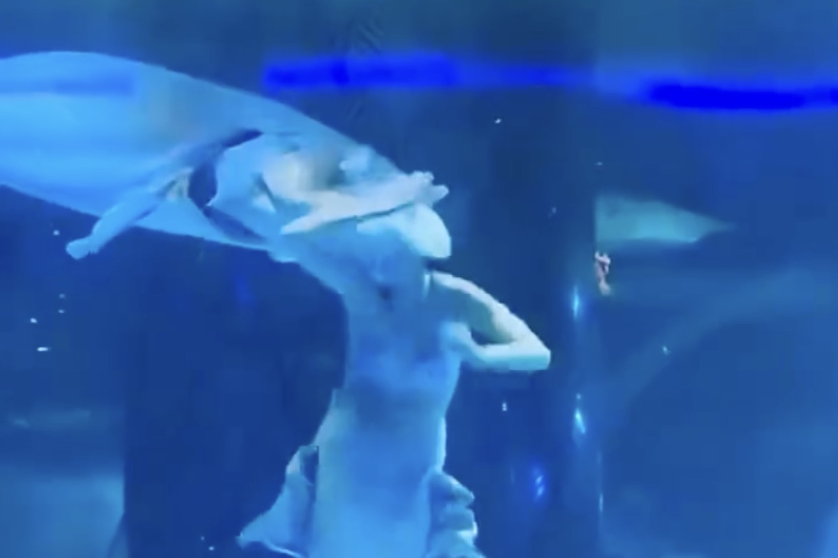 Ragazza sirena attaccata da uno squalo nell'acquario