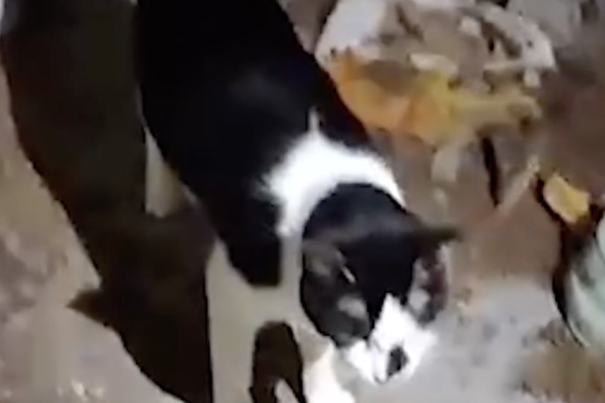 Nel gattile sotto sequestro (Instagram oipaitalia - amoreaquattrozampe.live)