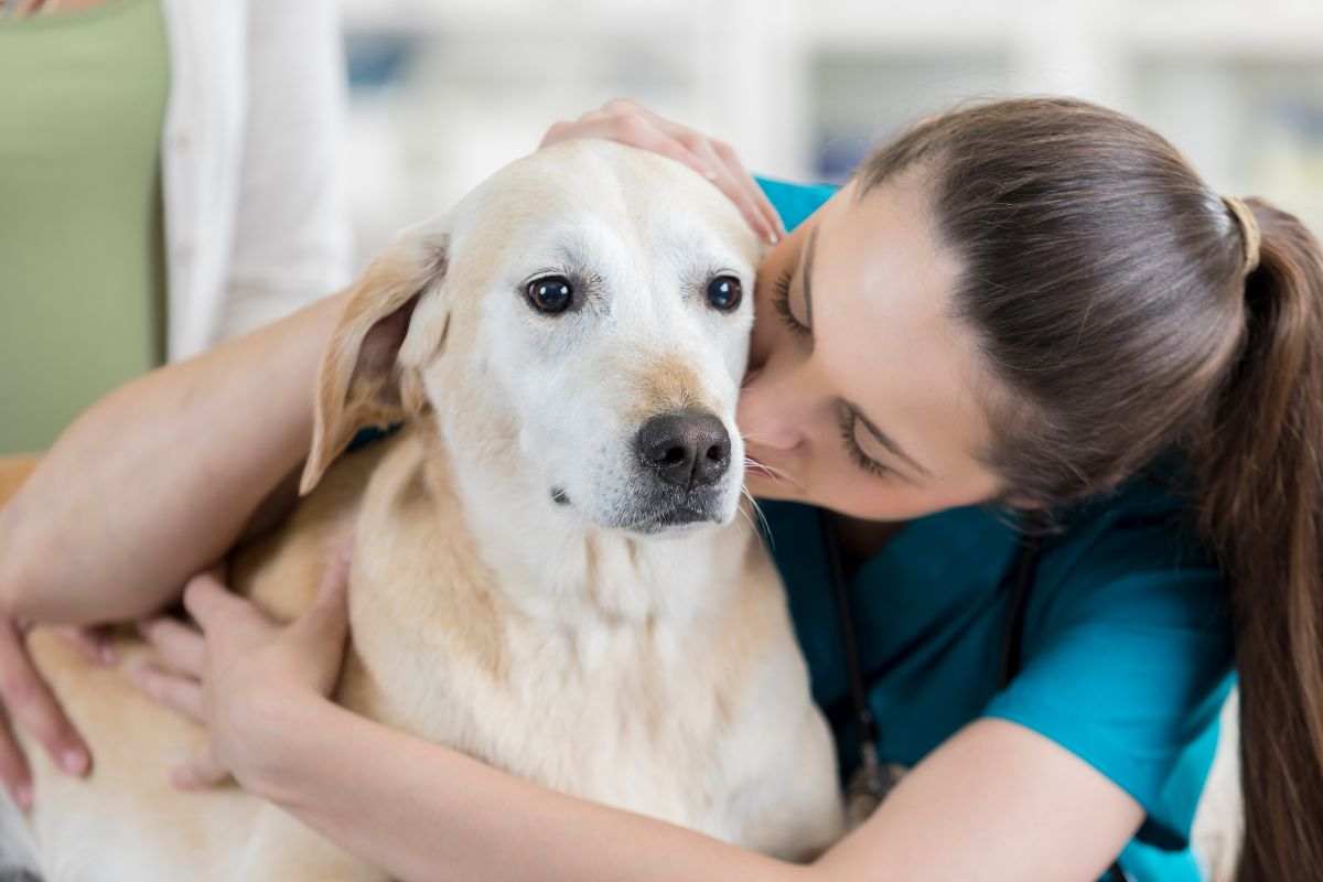 Parole all'orecchio del cane