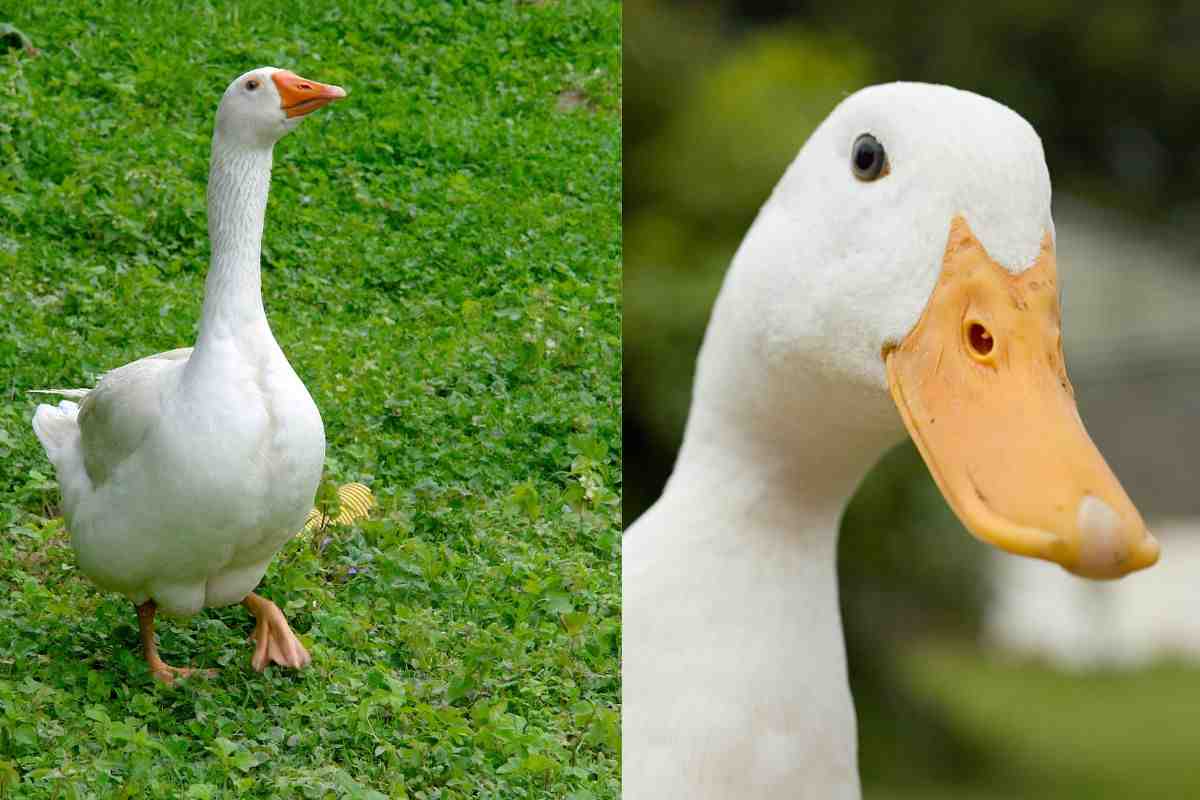 Anatra e papera