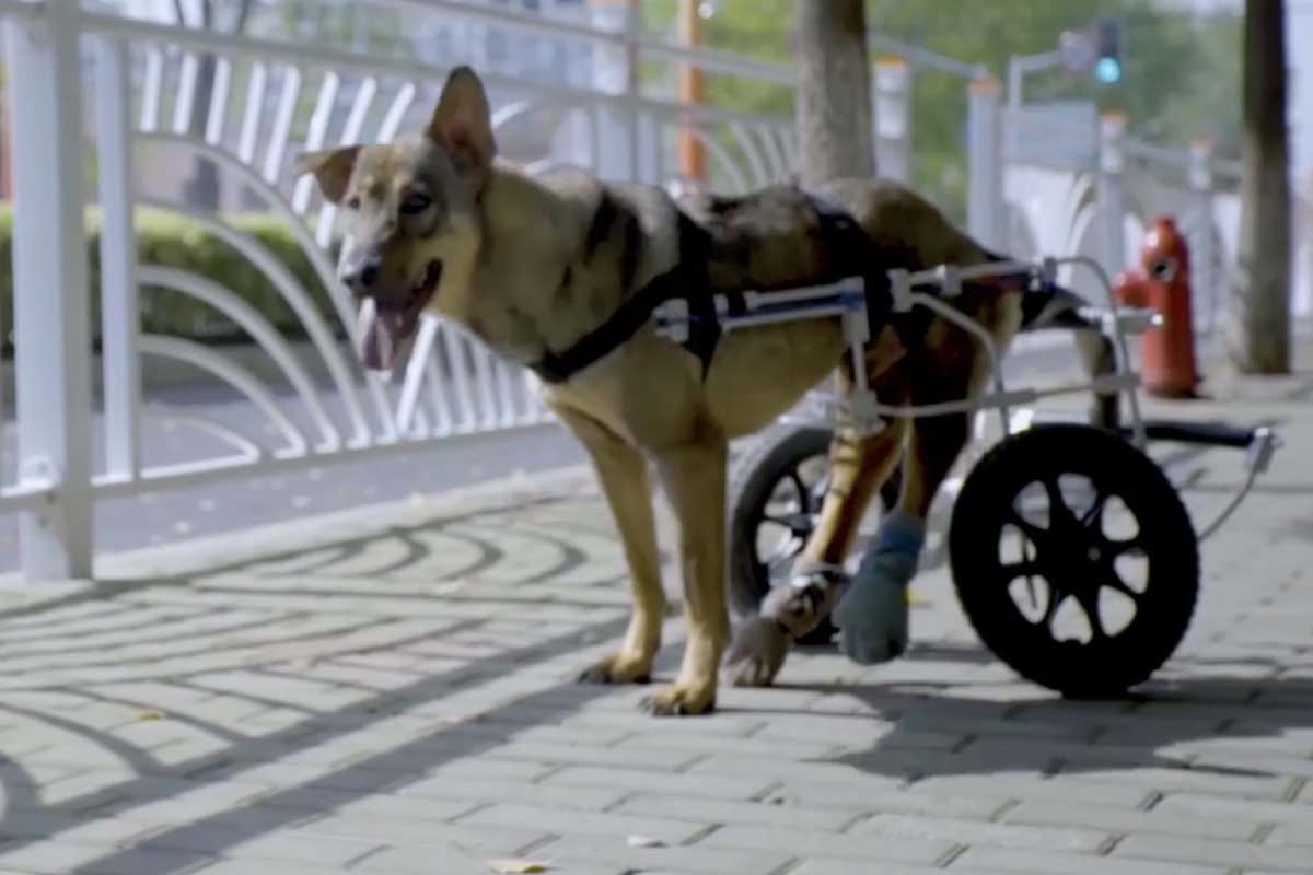 Cane paralizzato torna a camminare in sedia a rotelle