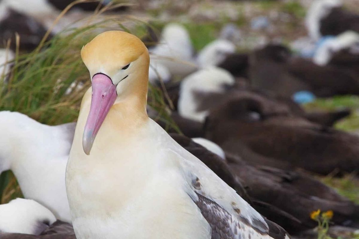 Albatros di Laysan circondato da altri animali della sua stessa specie