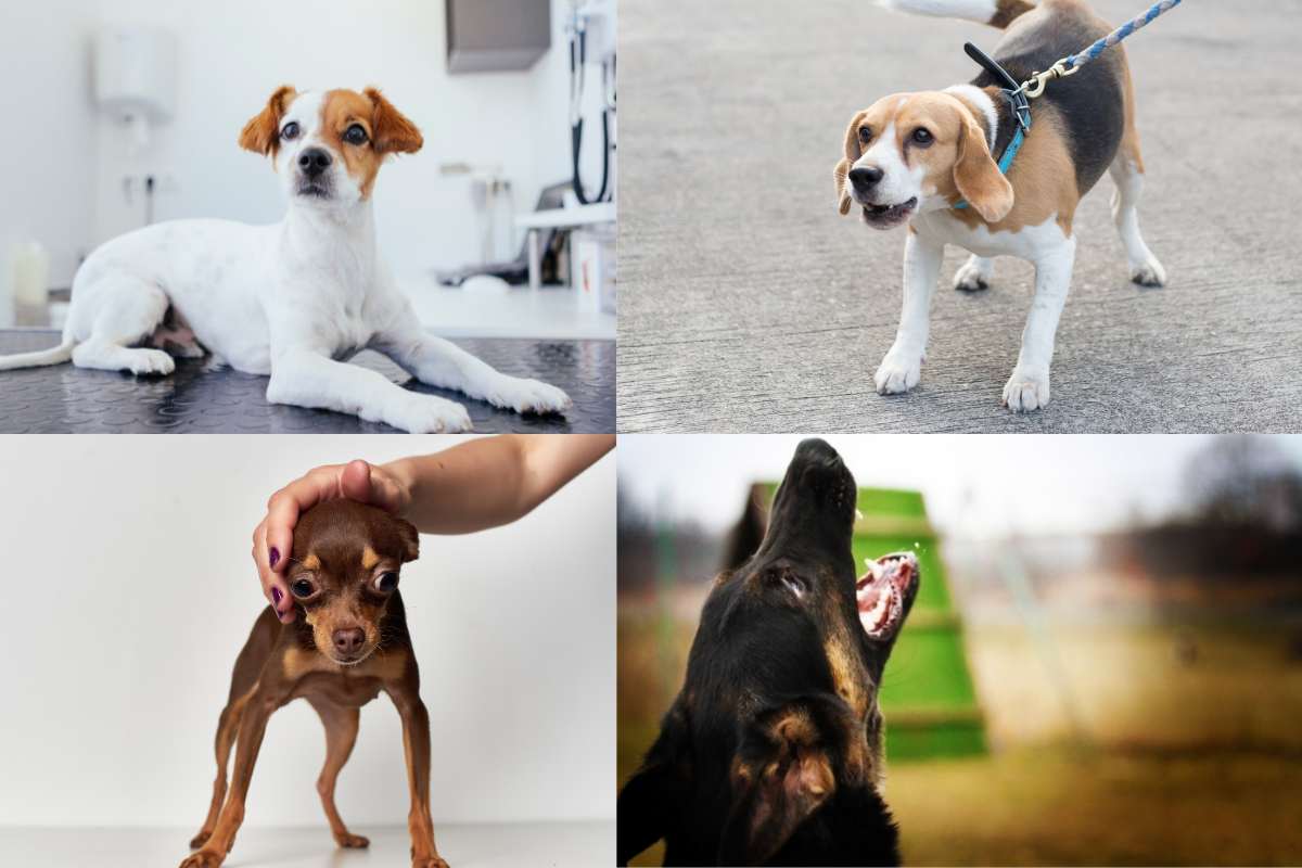 Problemi comportamentali nel cane