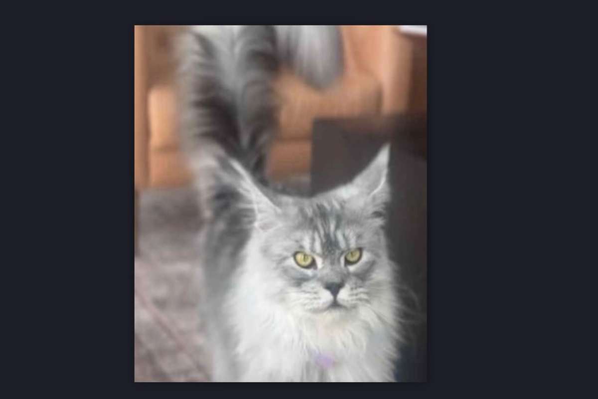 Gatto con la coda più lunga del mondo