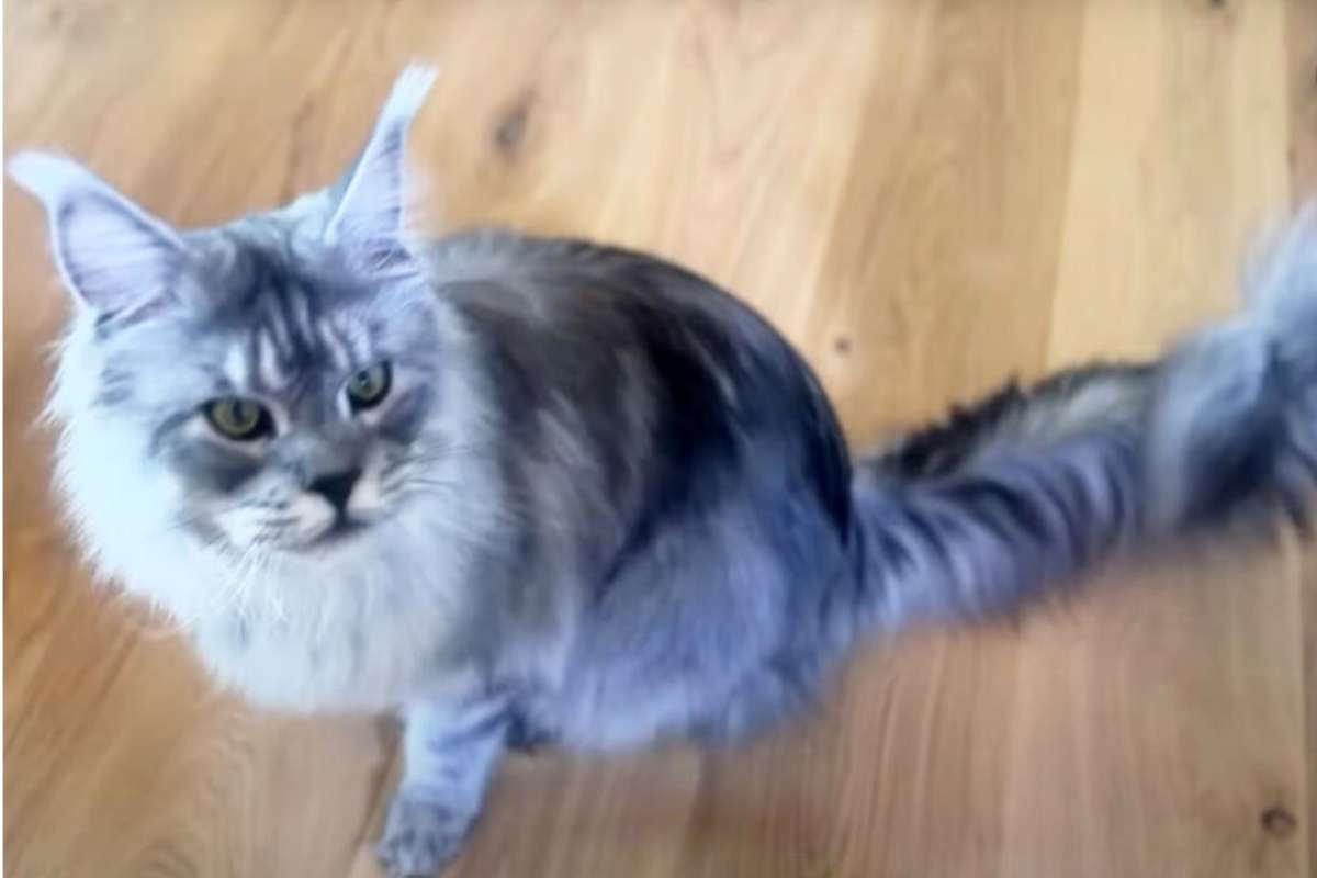 Gatto con la coda più lunga del mondo
