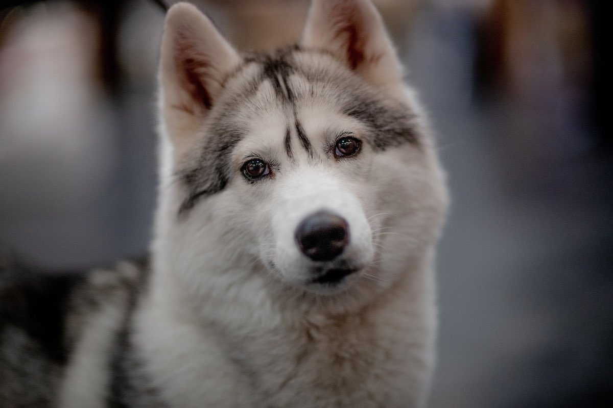 Cucciolo di cane con la testa inclinata