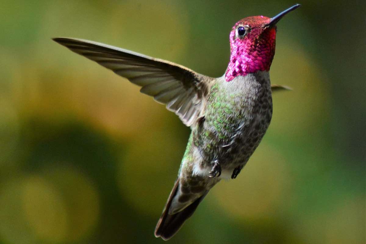Il petto colorato di uno degli uccelli più piccoli al mondo