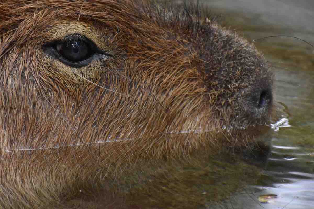 Capibara immerso con la testa in acqua 