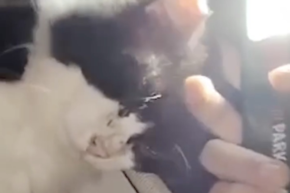Carezza a un gatto e bianco e nero in pessime condizioni 