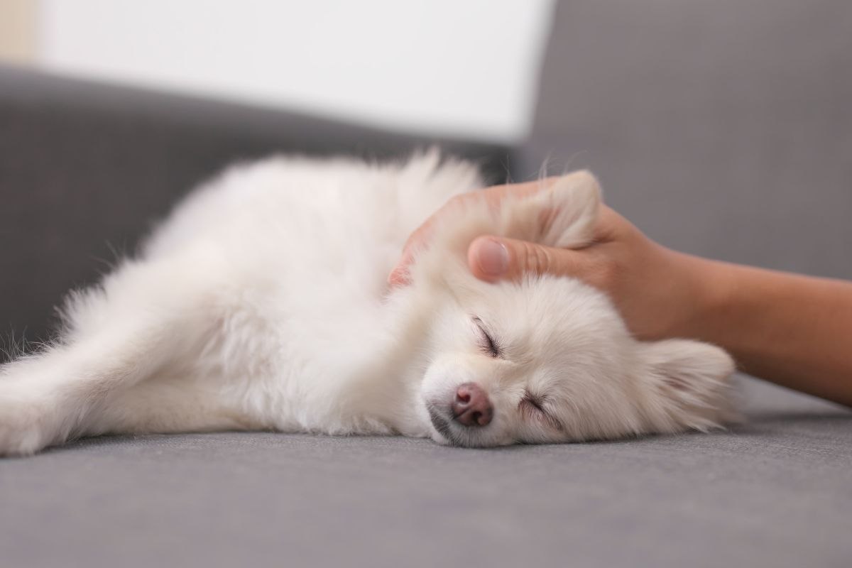 cane sul divano che si prende le coccole