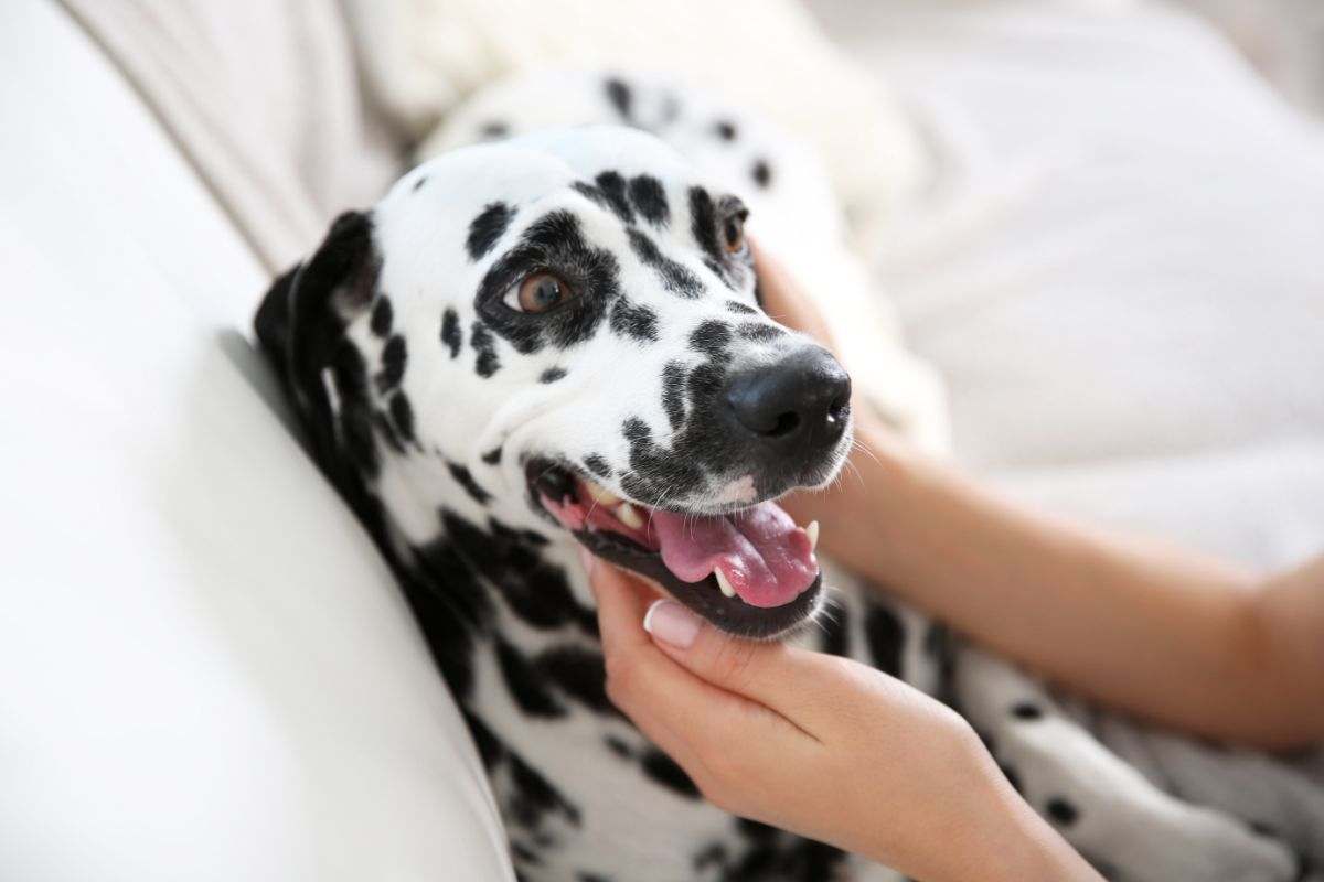 persona che accarezza un dalmata