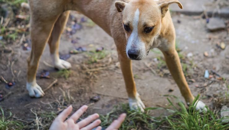 non accarezzare il cane quando è spaventato