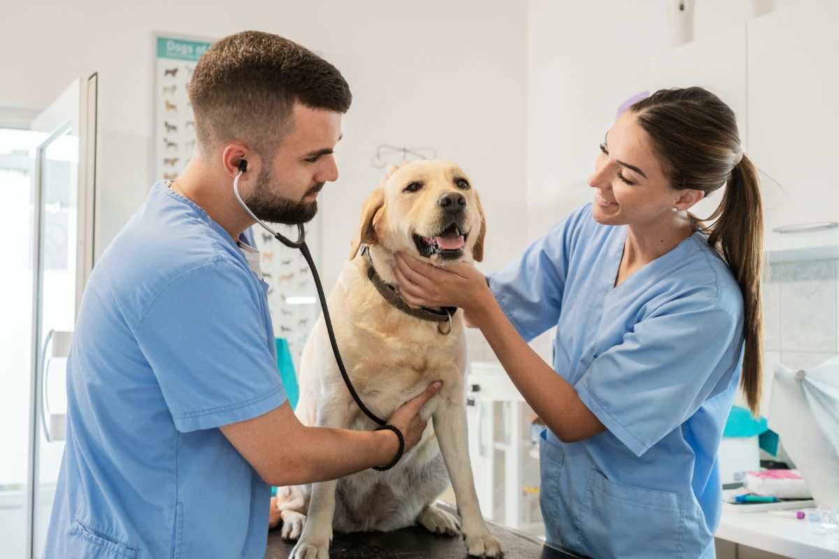 cane in visita dal veterinario