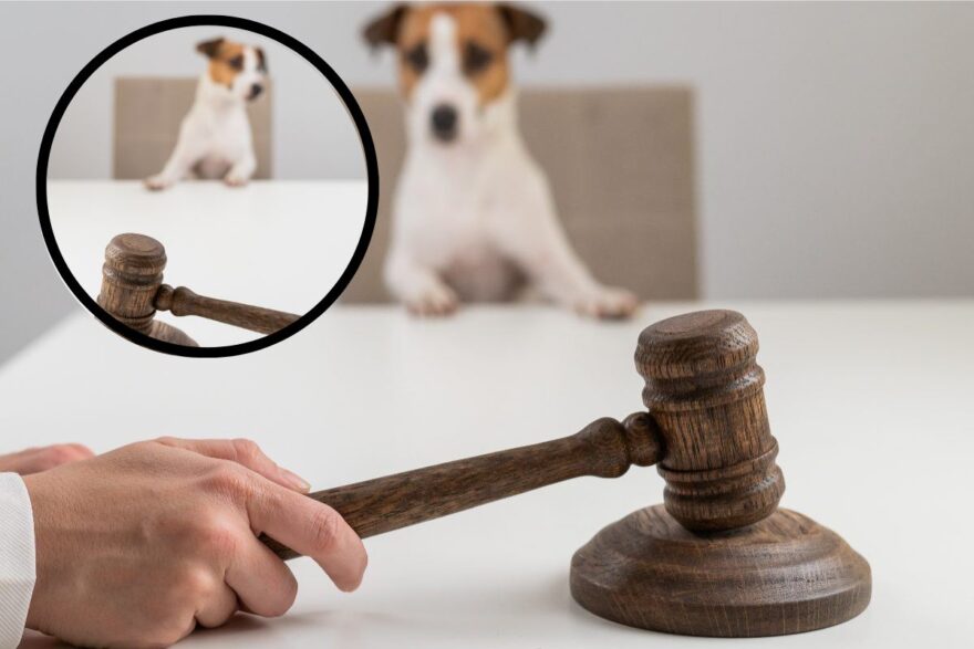 legge per gli animali