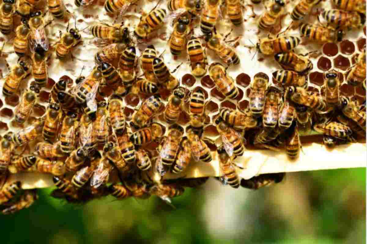 Api killer: sei cani domestici vittime di uno sciame. La scioccante storia