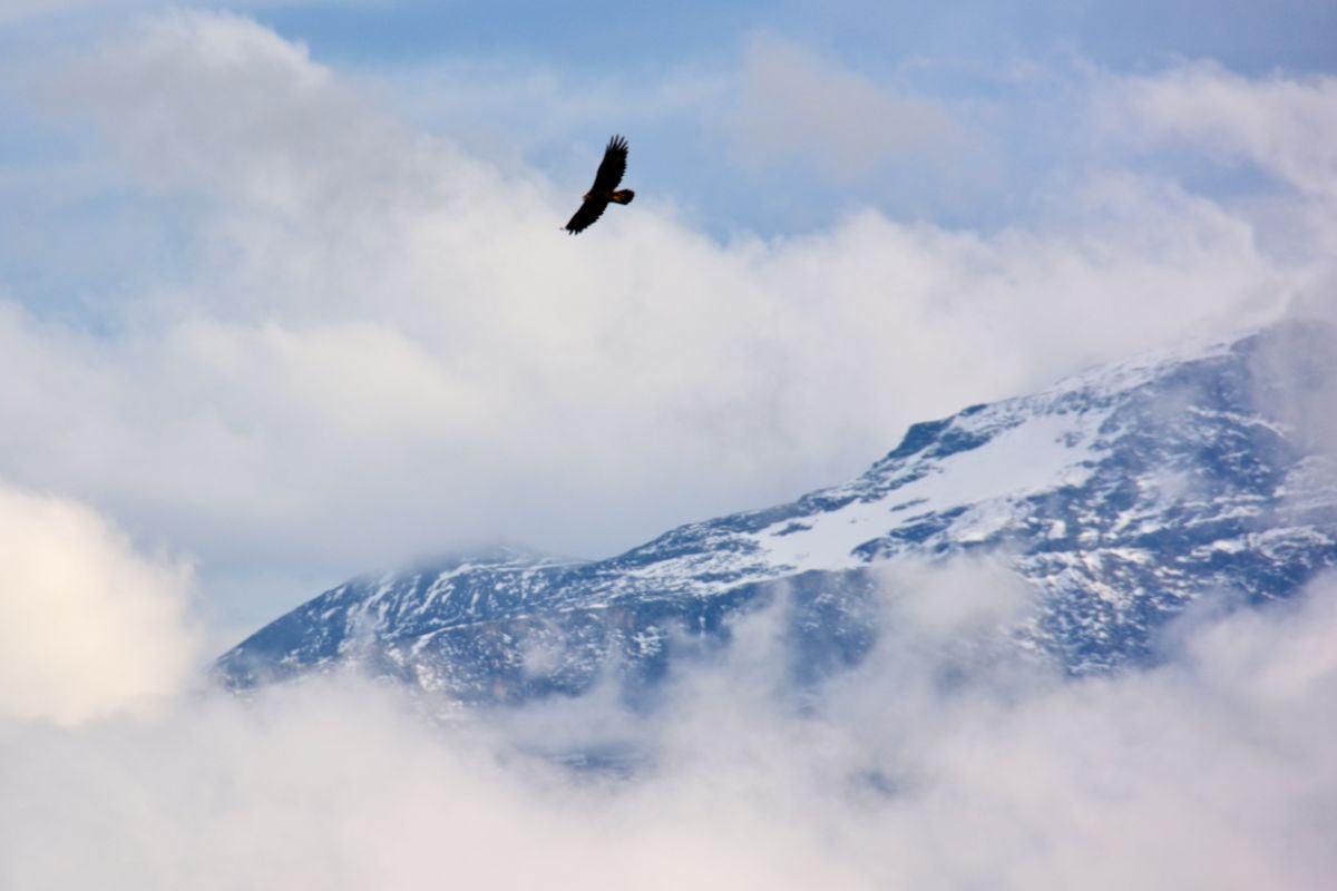 aquila che vola in montagna