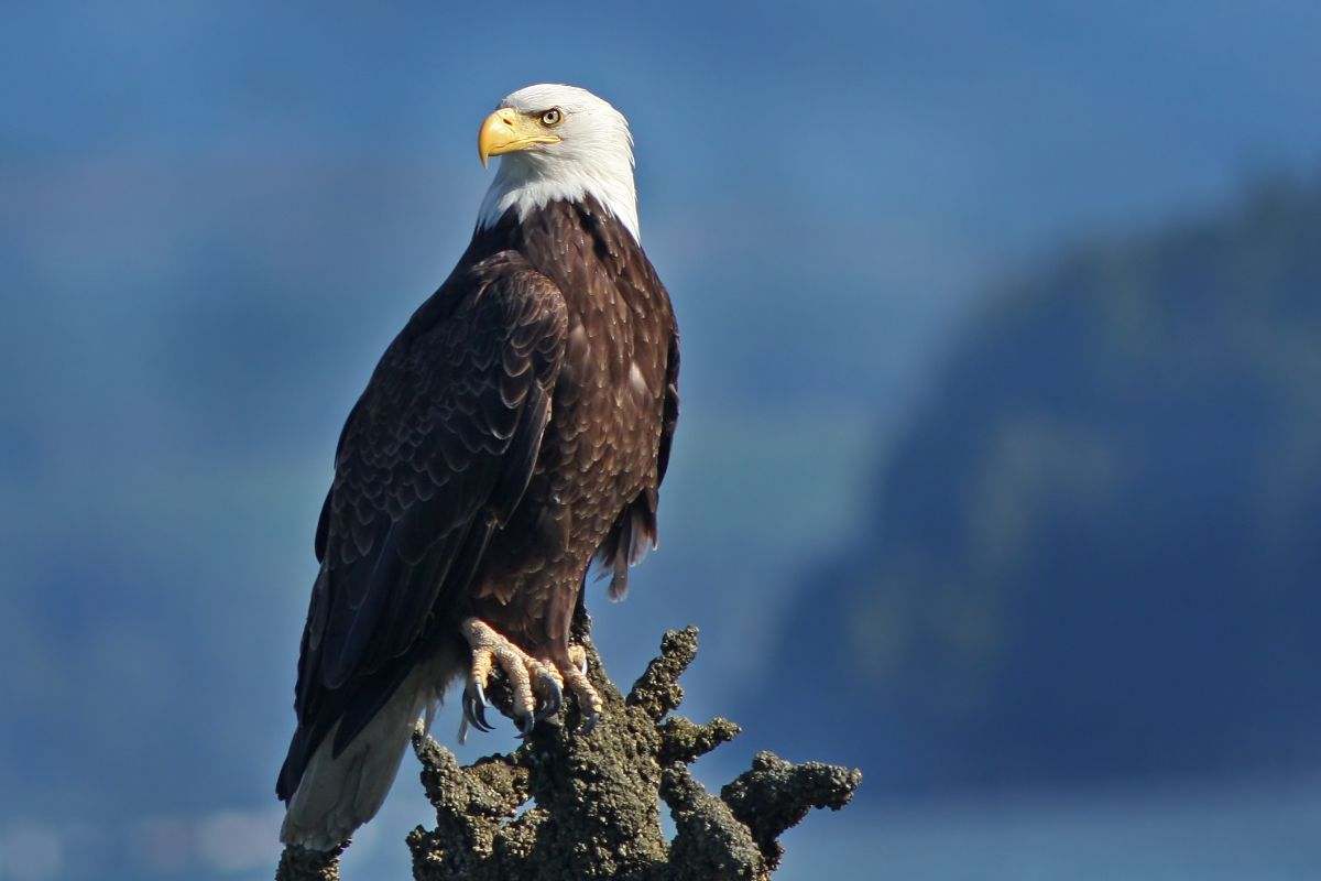 aquila su un tronco