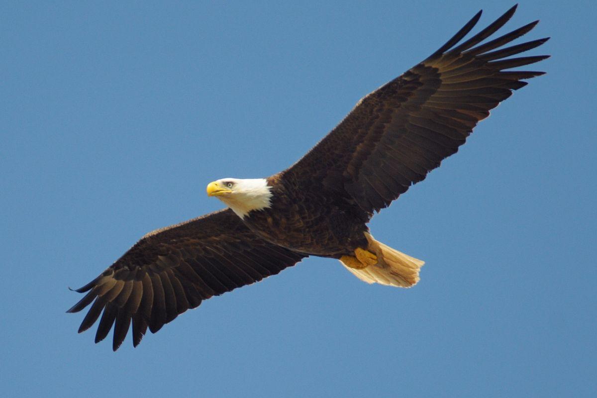 aquila che vola