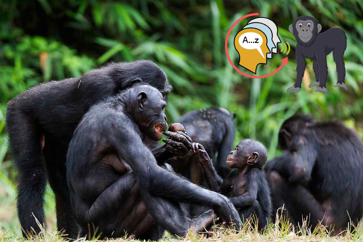 bonobo codice linguistico