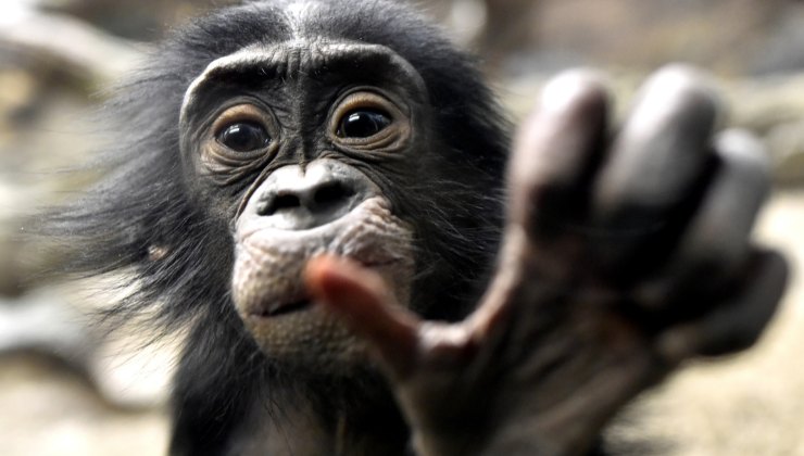 bonobo