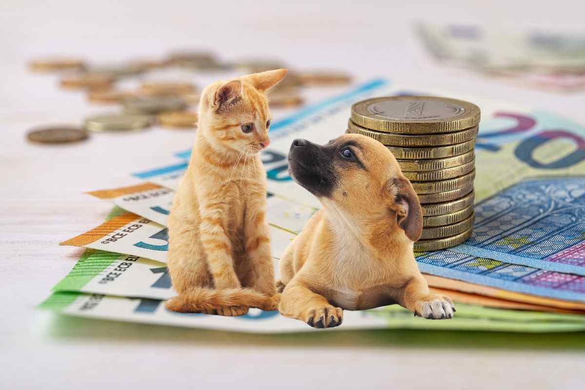 banconote e monete in euro e gatto e cane