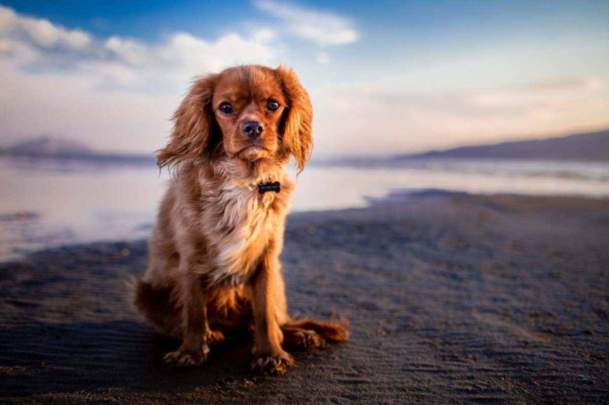 cagnolina