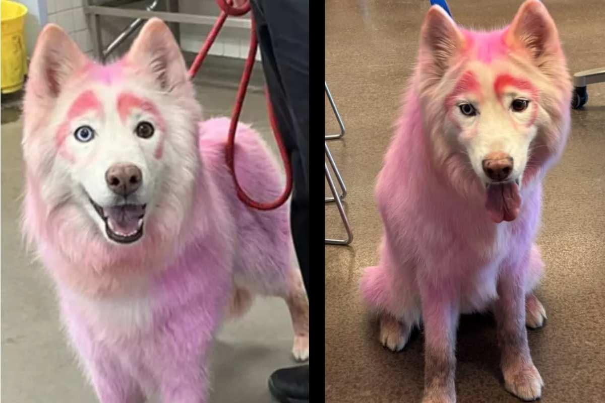 cane Luna