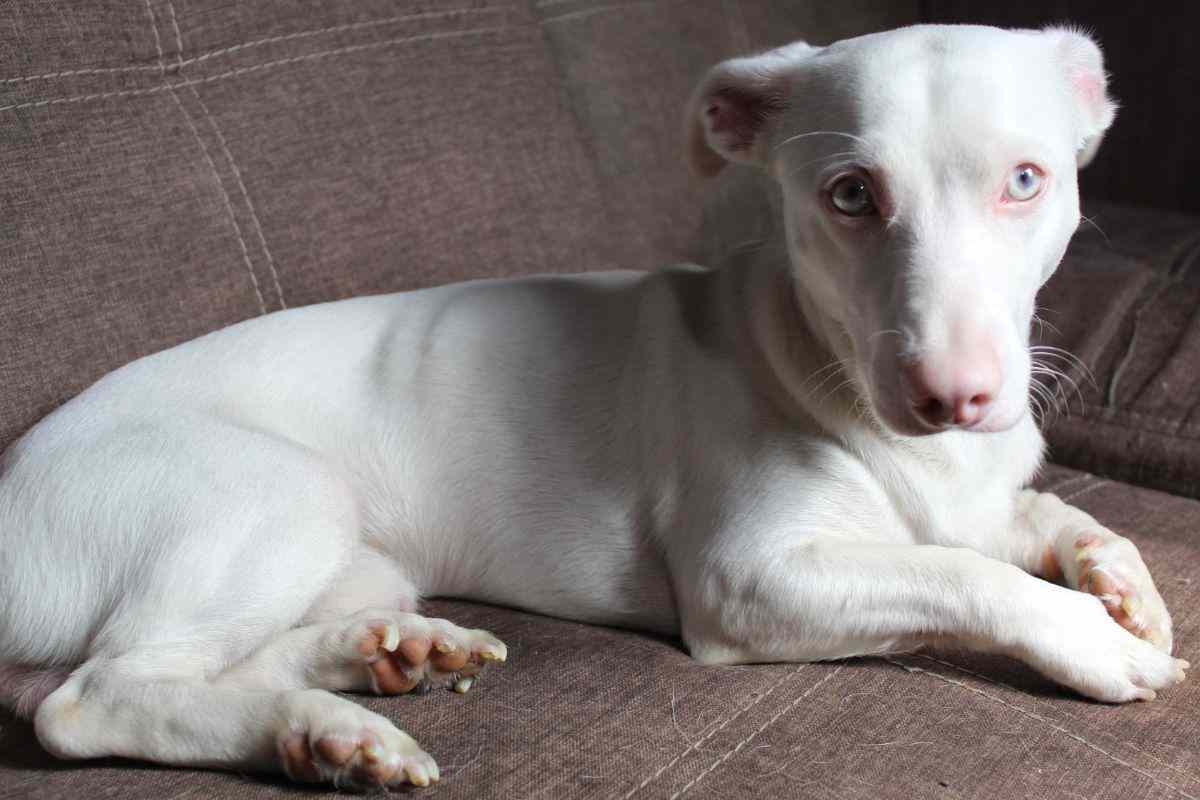 piccolo cane albino sul divano