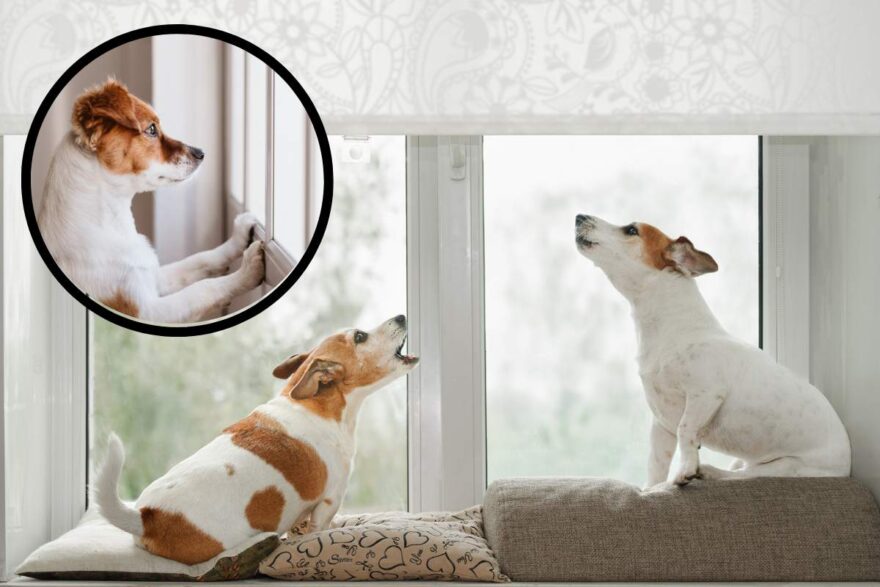 cani ansiosi alla finestra