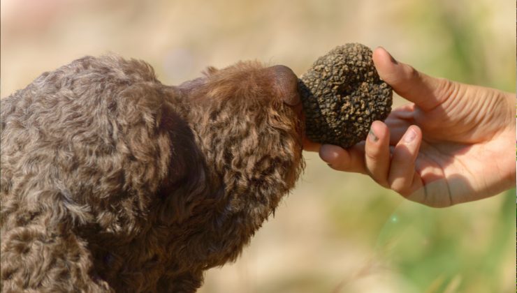 cane annusa il tartufo