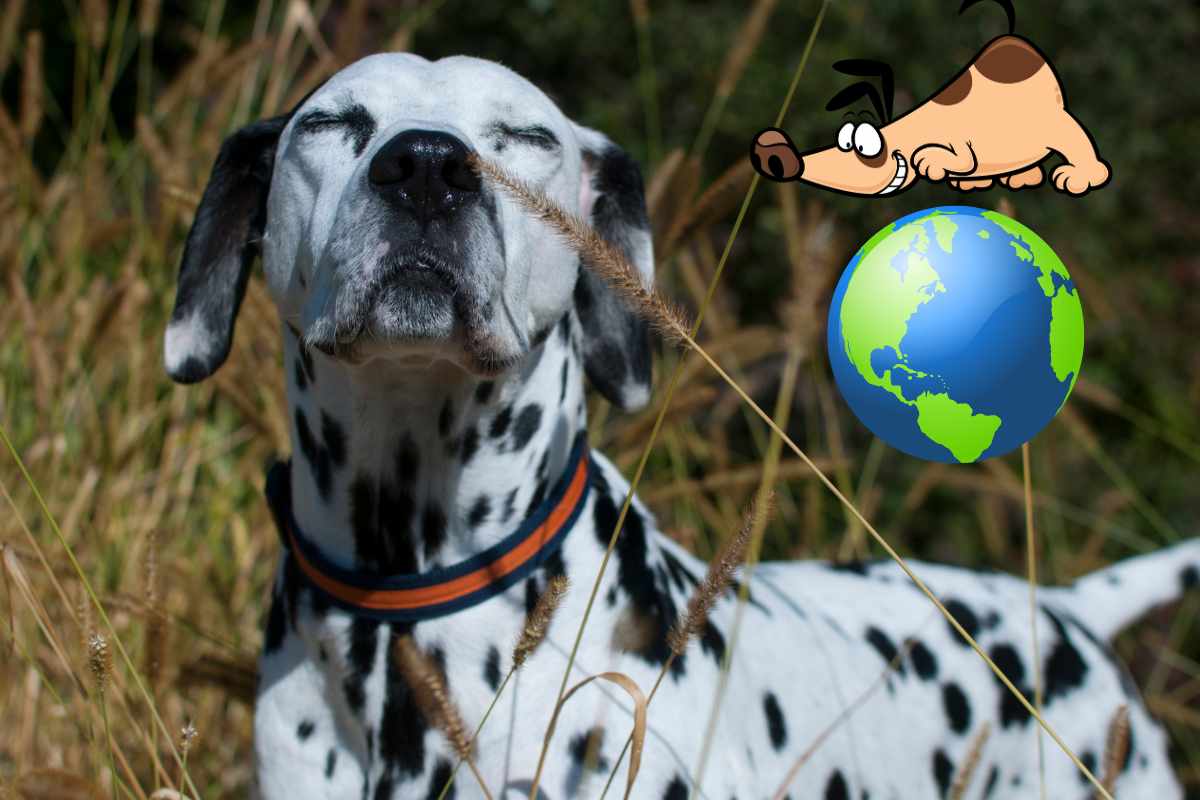 cane annusa mondo