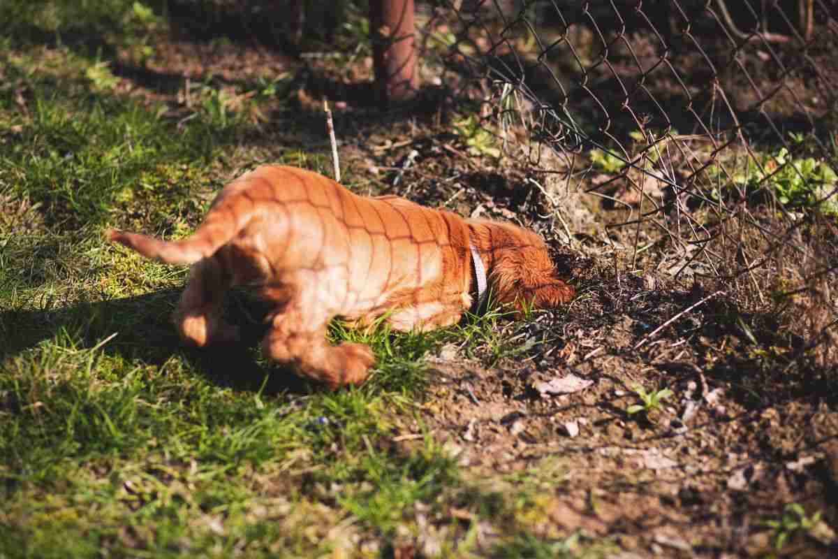 cane in giardino che scava