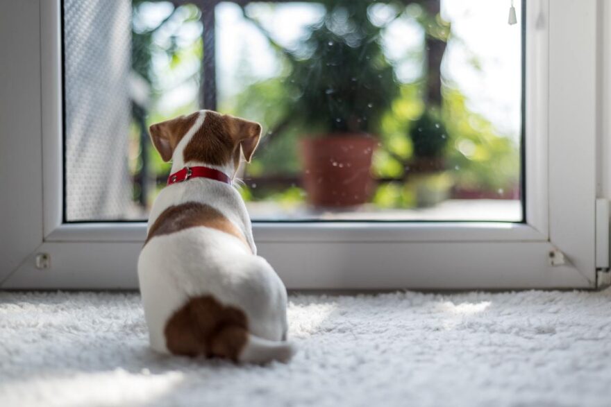 cane alla finestra