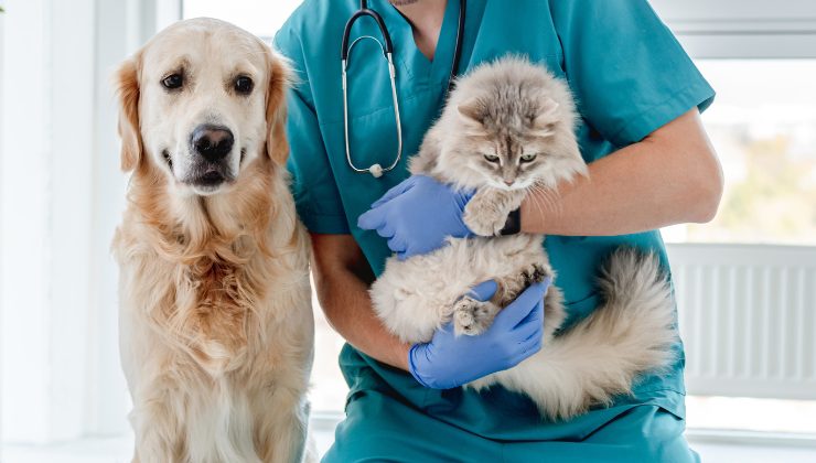cane e gatto dal veterinario