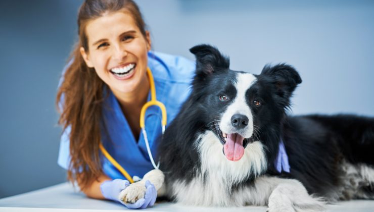 cane e veterinaria