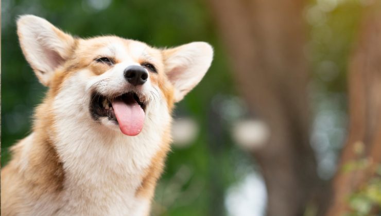 cane felice