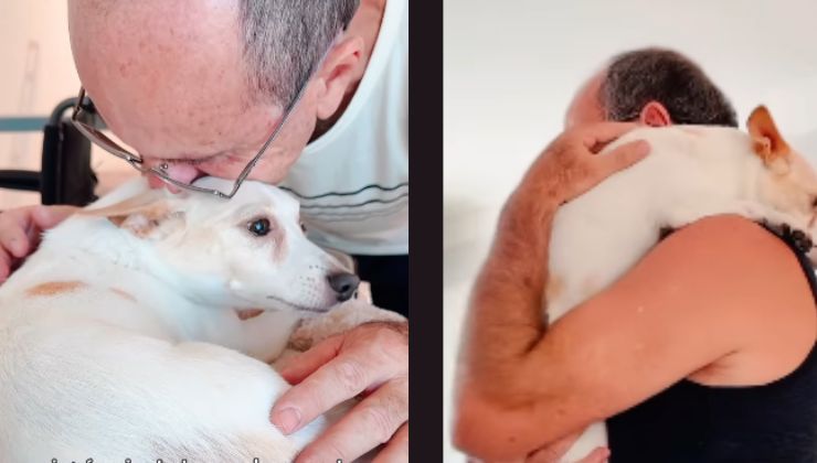 il cane in casa