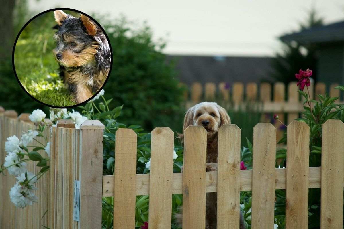 cane in giardino