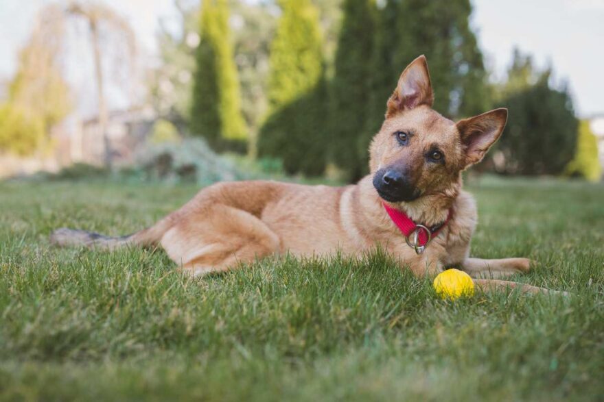 cane nel prato