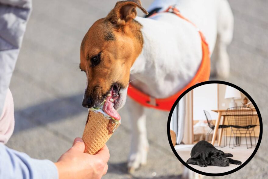 cane lecca il gelato