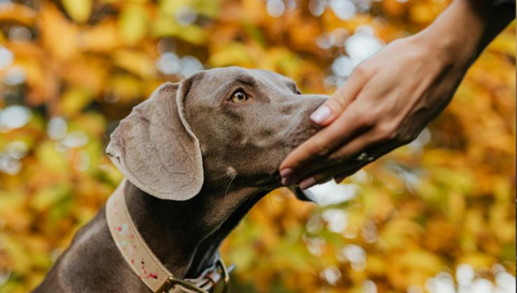 cane odora la mano del suo umano