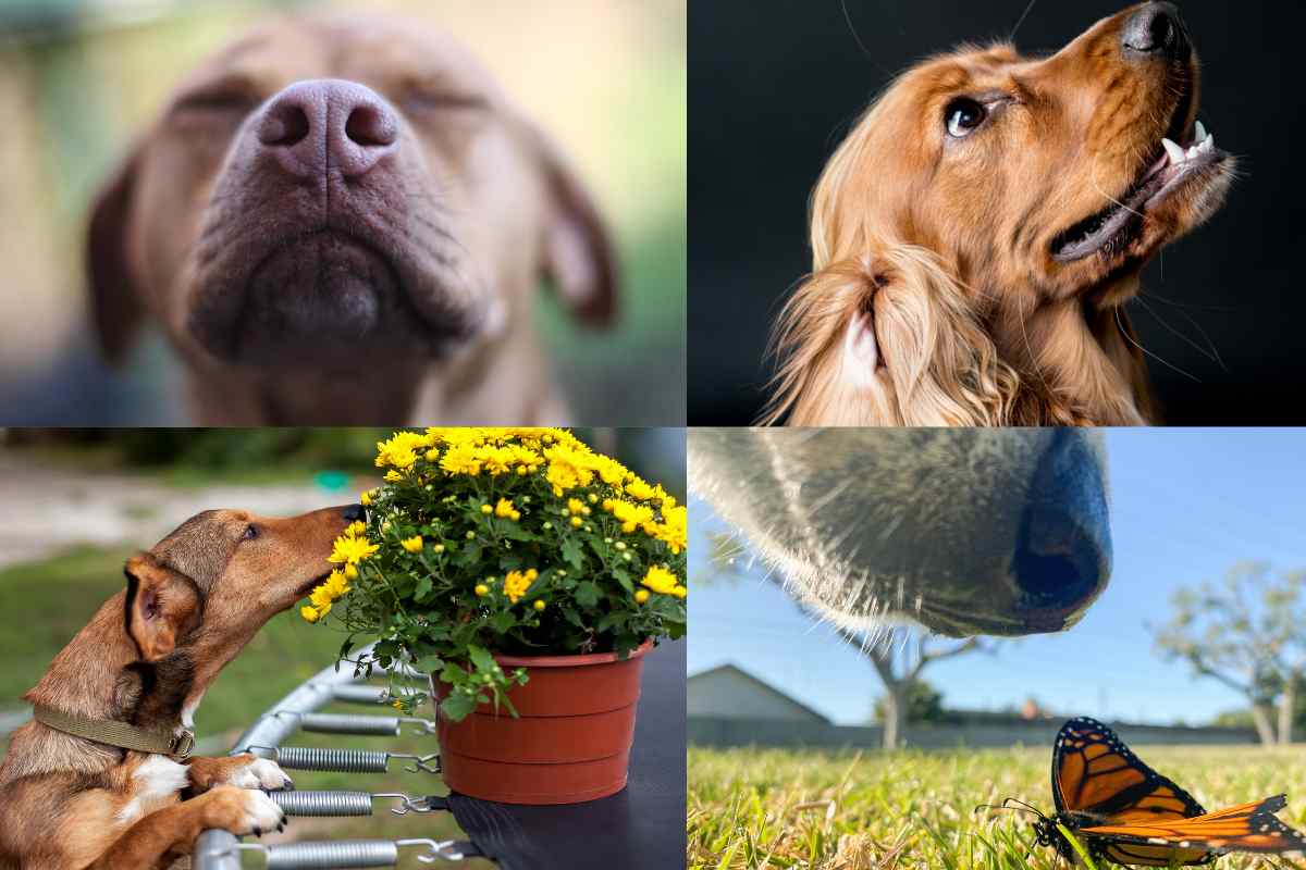 cane sente gli odori