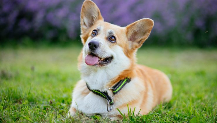 cane sull'erba del giardino